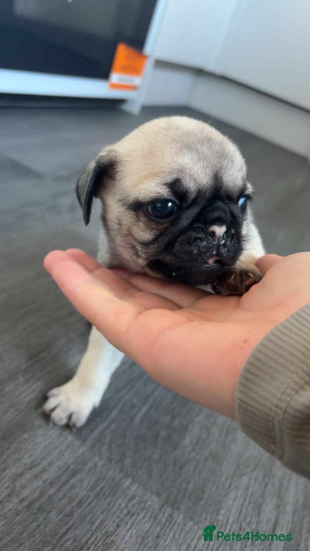 Pug dogs for sale: Pug puppies x3 girls left  - Advert 5
