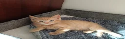 Mixed Breed cats for sale: Lovely Kittens😍😍😍 - Advert 3