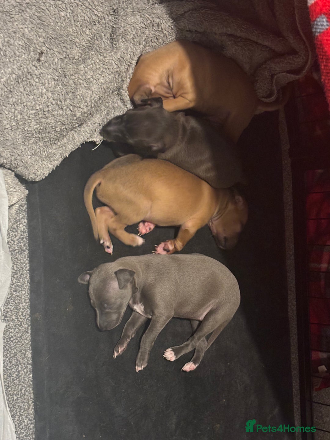 Italian Greyhound dogs for sale: 3 Italian greyhound puppies  - Advert 2