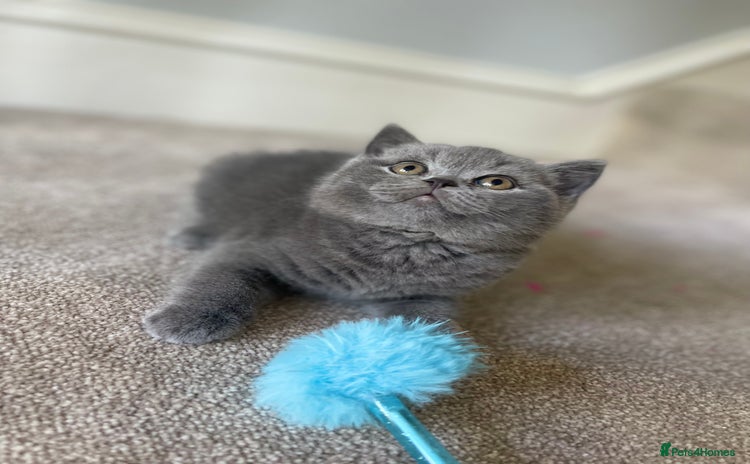 British Shorthair cats - Advert 5