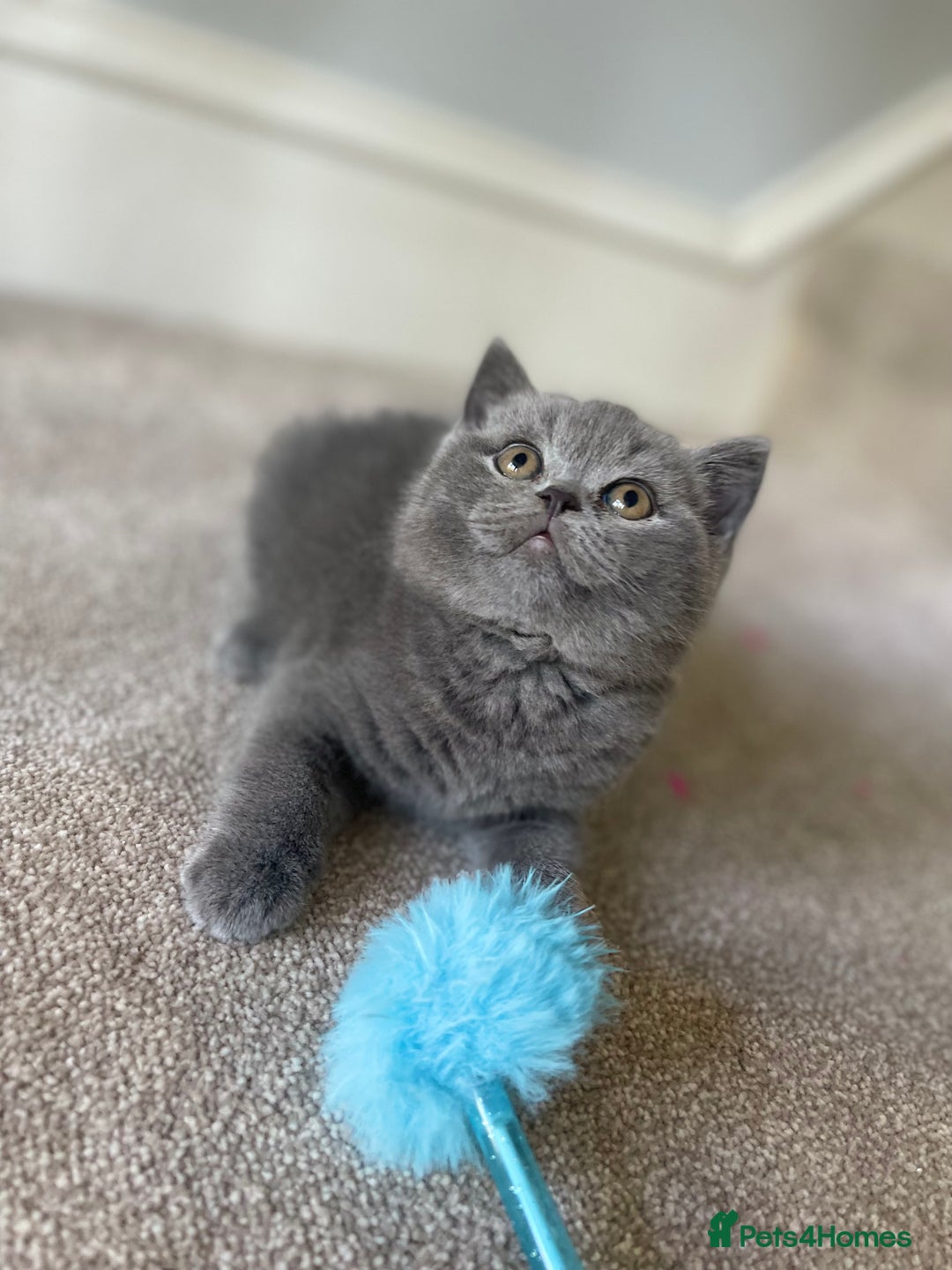 British Shorthair cats for sale: Last Chunky Boy ready to go✨ - Image 1