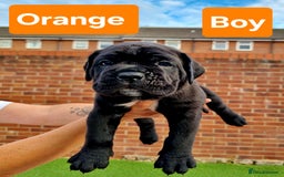 Cane Corso dogs for sale: Pedigree Cane Corso Puppies  - Image 9