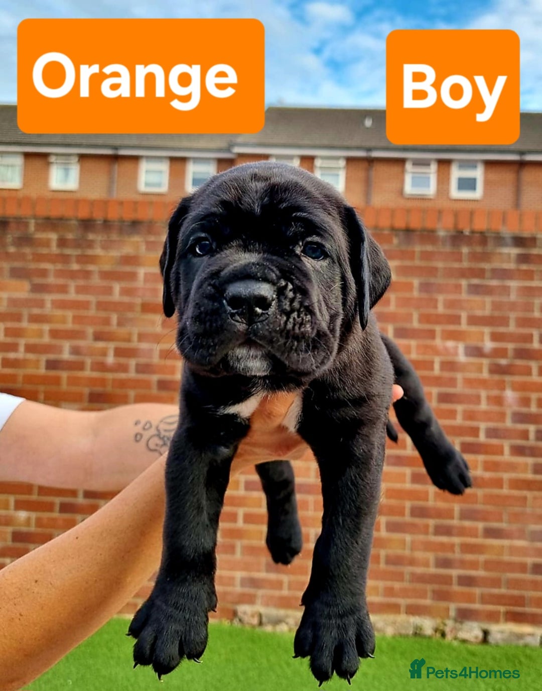 Cane Corso dogs for sale: Pedigree Cane Corso Puppies  - Image 9