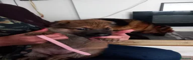 German Shepherd 8