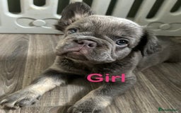 French Bulldog dogs for sale: 🐾Ready now 🔥Fluffy French bulldogs🔥🐾 in Rotherham - Image 22