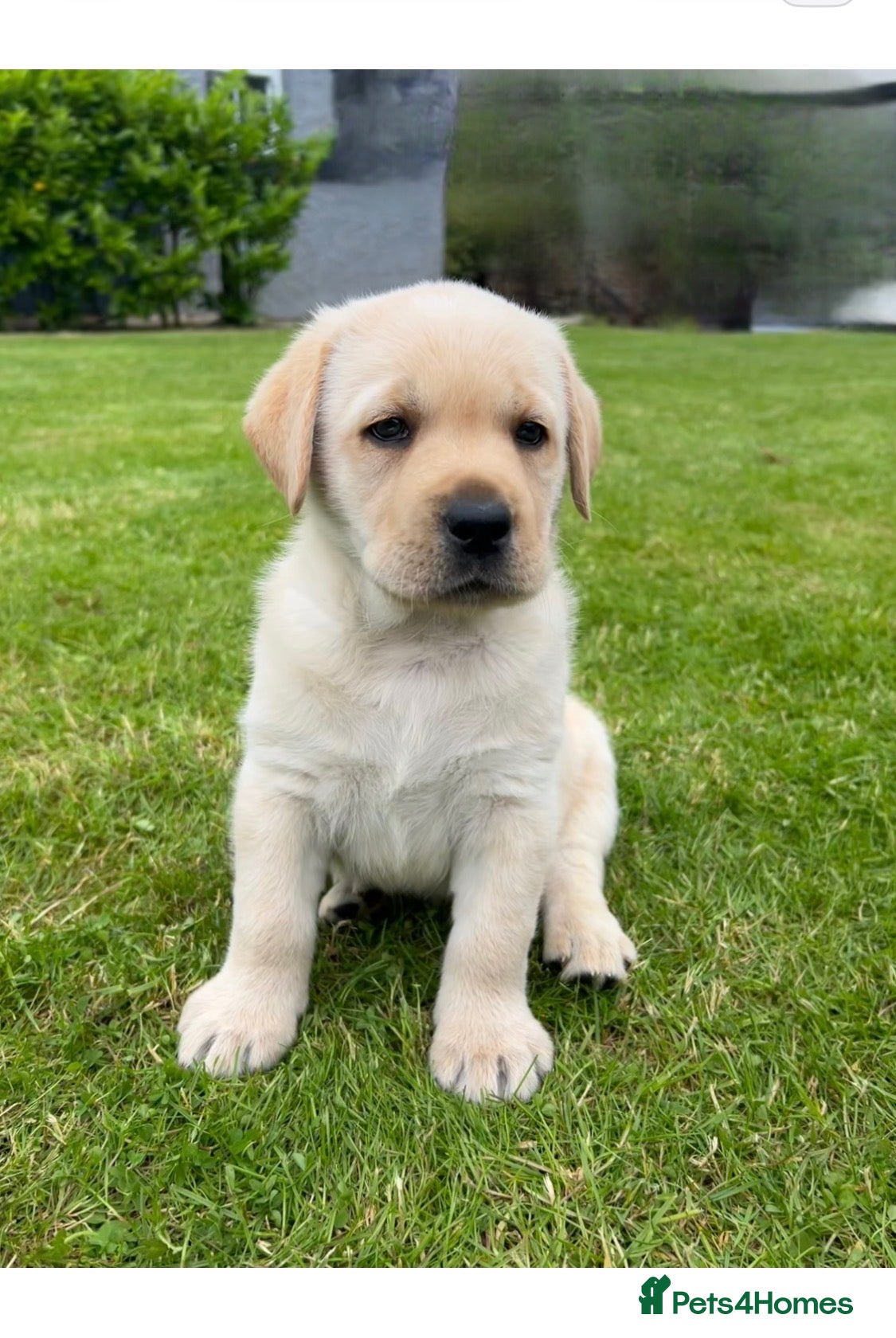 Labrador Retriever dogs One Yellow Purebred Pedigree Male Labrador - Advert 2