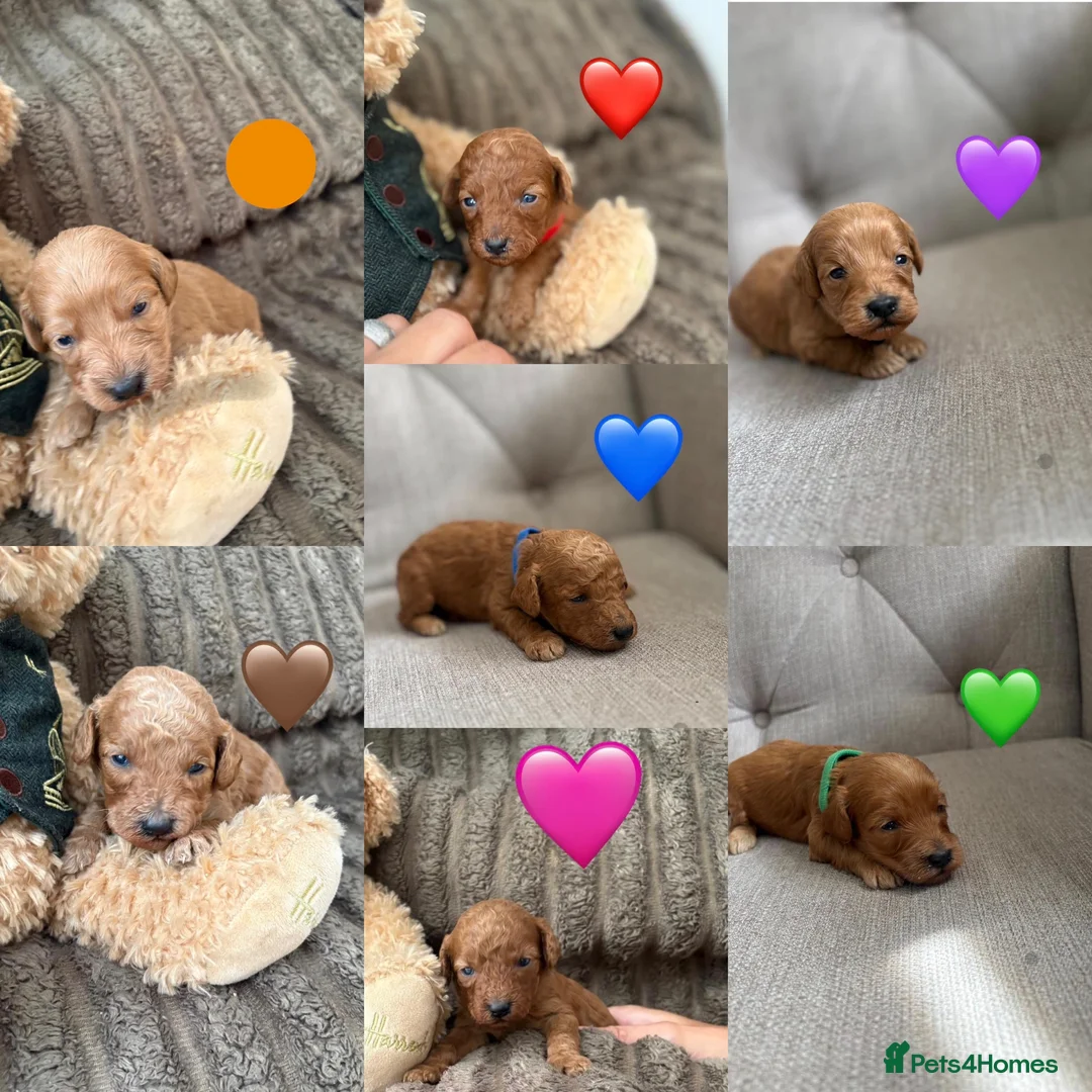 Cockapoo dogs for sale: Cockapoo puppies  - Advert 1
