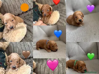 Cockapoo dogs Cockapoo puppies - Advert 3