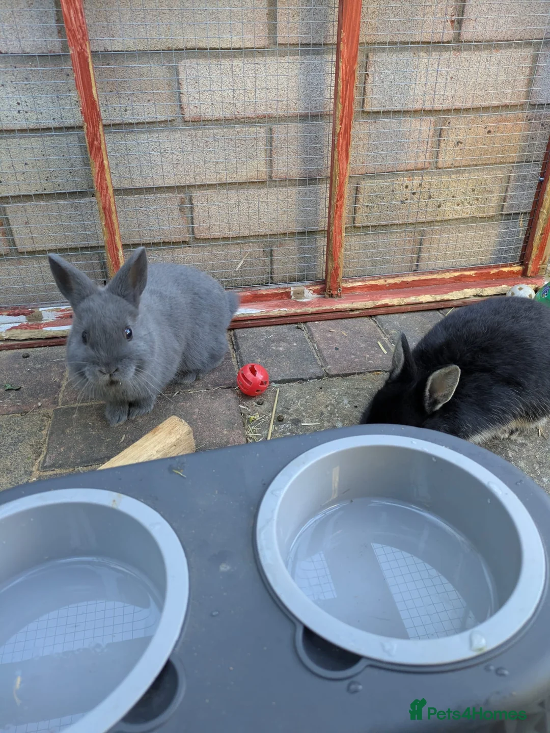 Netherland Dwarf rabbits for sale: 3 x Netherland Dwarf rabbits 9 weeks old - Advert 1