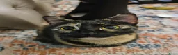 Domestic Shorthair cats for sale: Sweet and Dopey Girl Pidge Seeking Loving Home - Advert 3