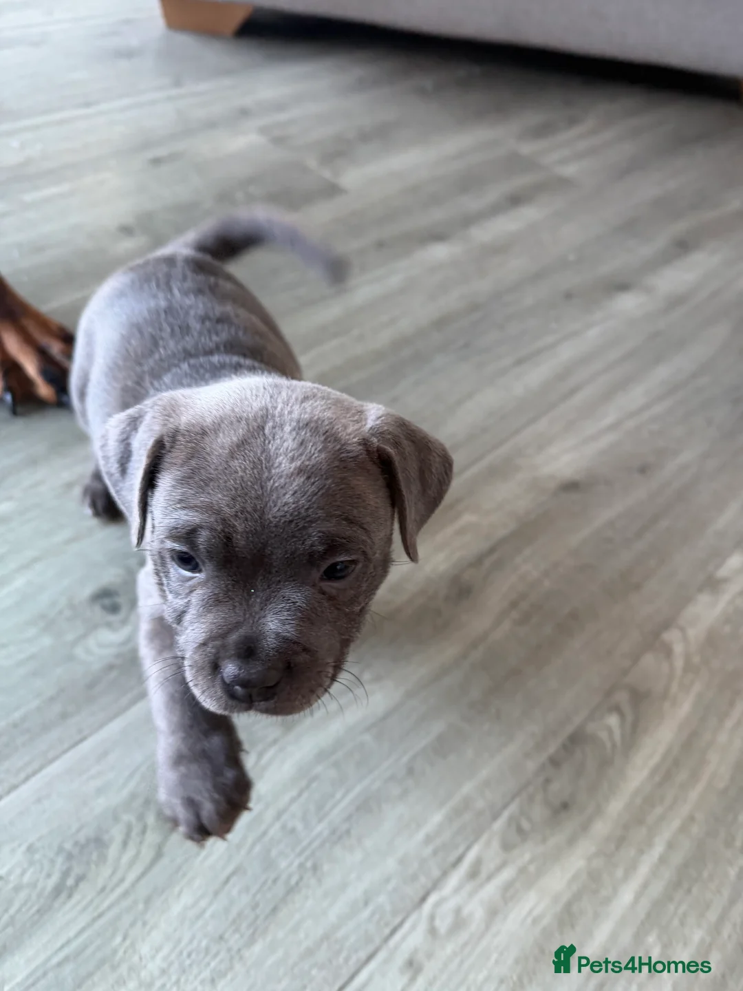 Staffordshire Bull Terrier dogs for sale: Amazing Staffordshire puppies - Advert 20