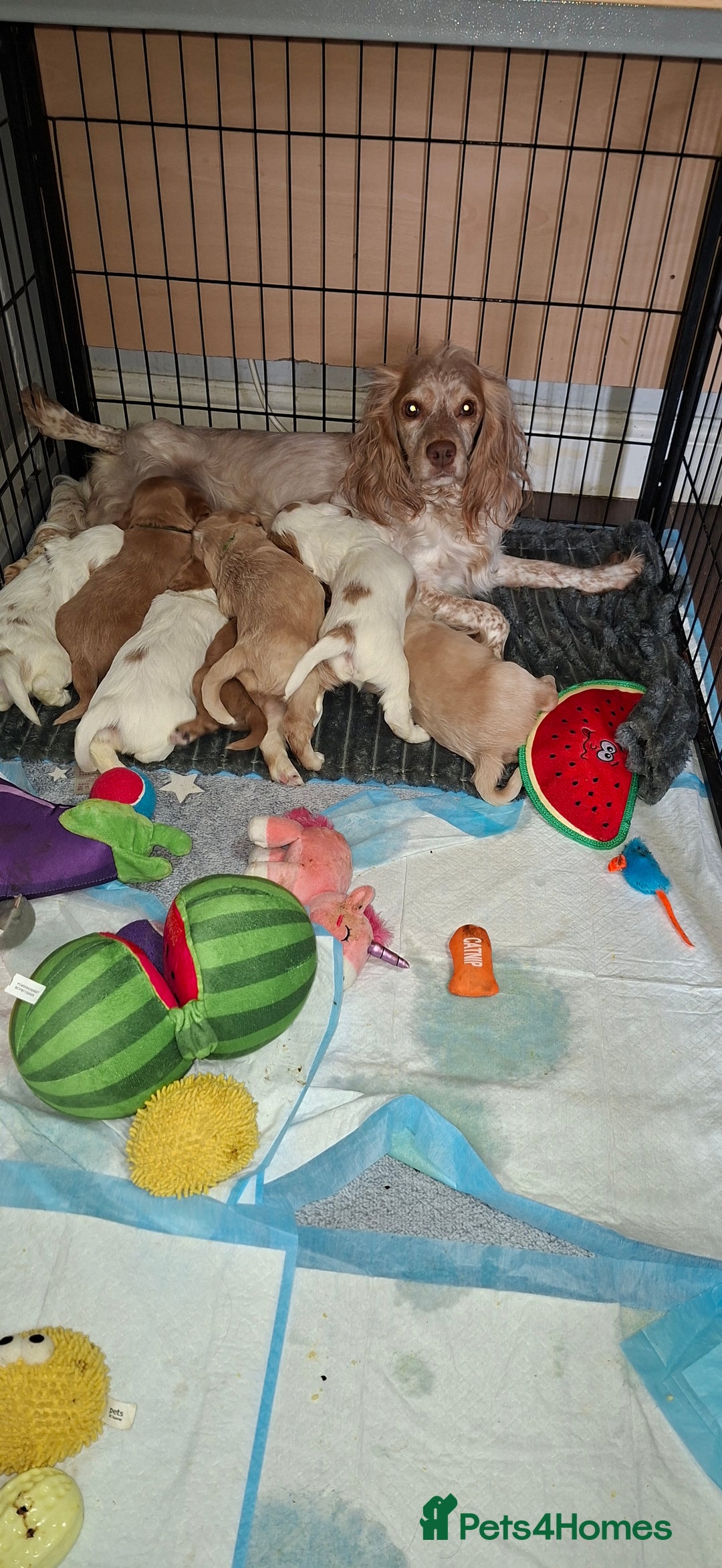 Cocker Spaniel dogs for sale: Beautiful kc registered working cocker pups  - Image 1