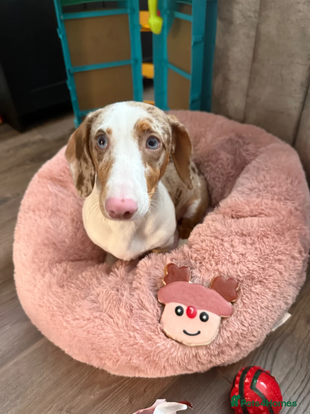 Dachshund dogs for sale: Looking to re-home our gorgeous girl💔 - Advert 6