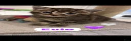 Mixed Breed cats for sale: 🩵🩷…7 stunning kittens…🩷🩵 - Advert 4
