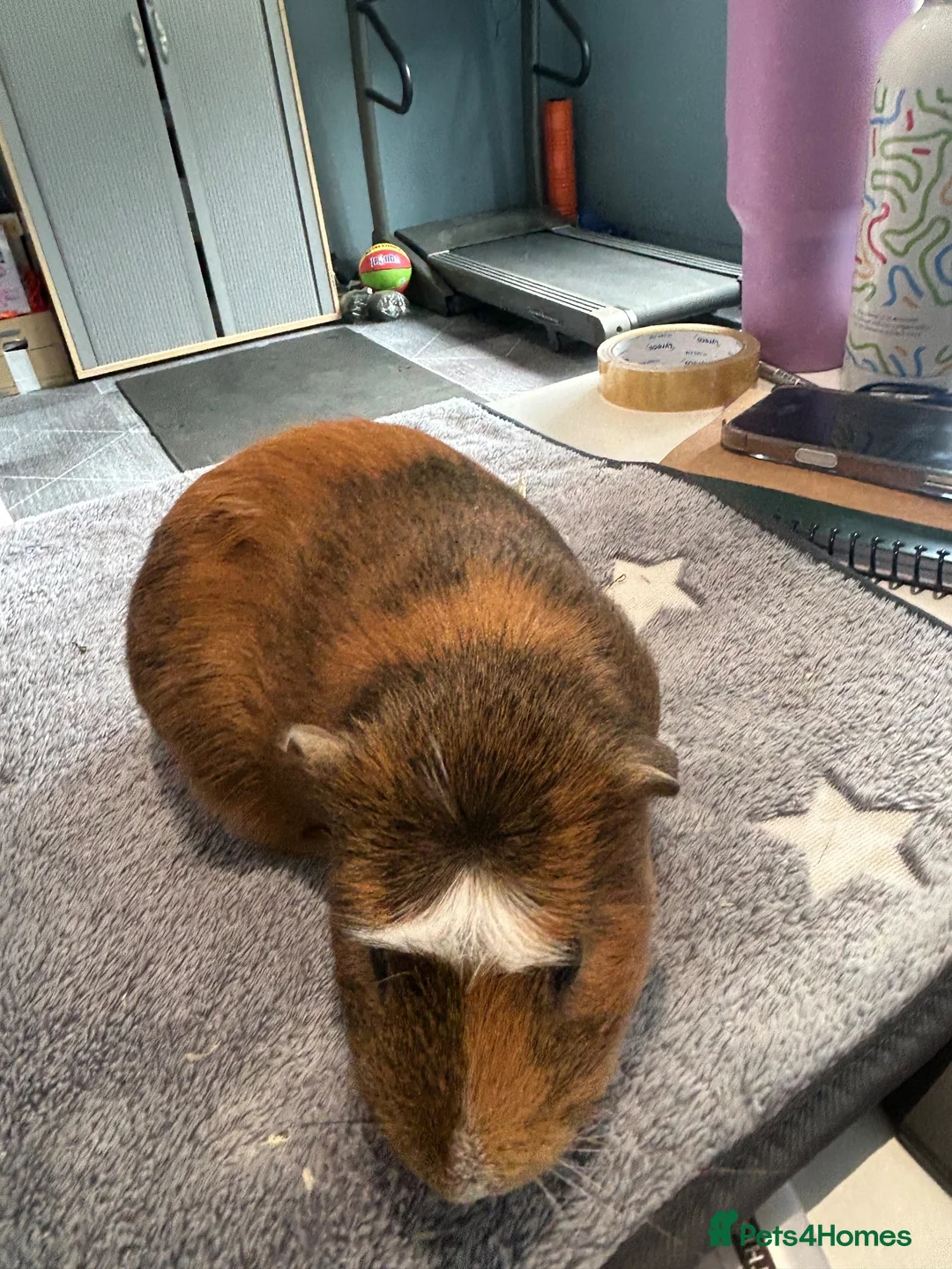 Guinea Pig rodents for sale: Guinea Pig Looking for a Loving Home in Bristol - Advert 4