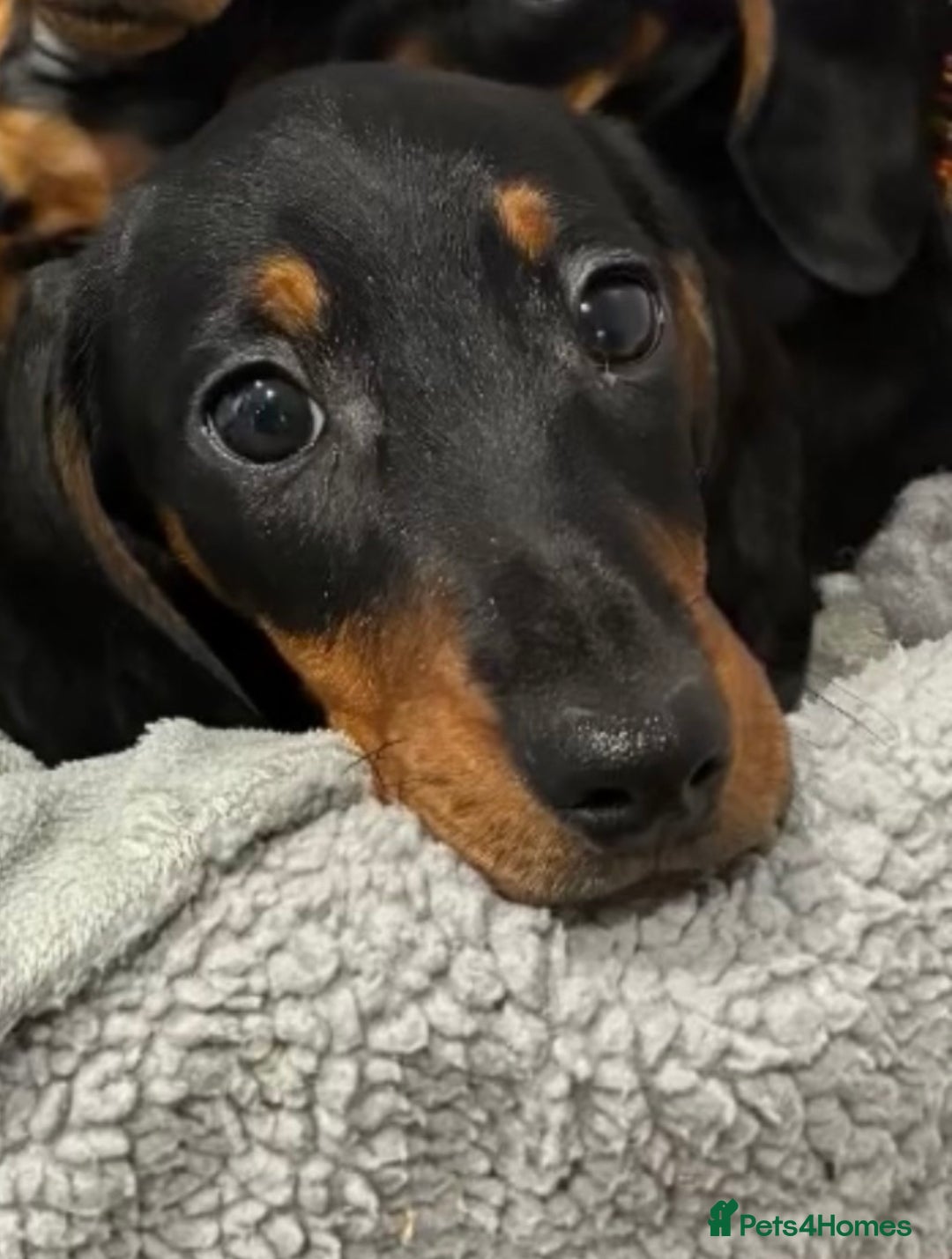 Miniature Dachshund dogs for sale: Miniature Short Hair Dacshund  - Advert 10