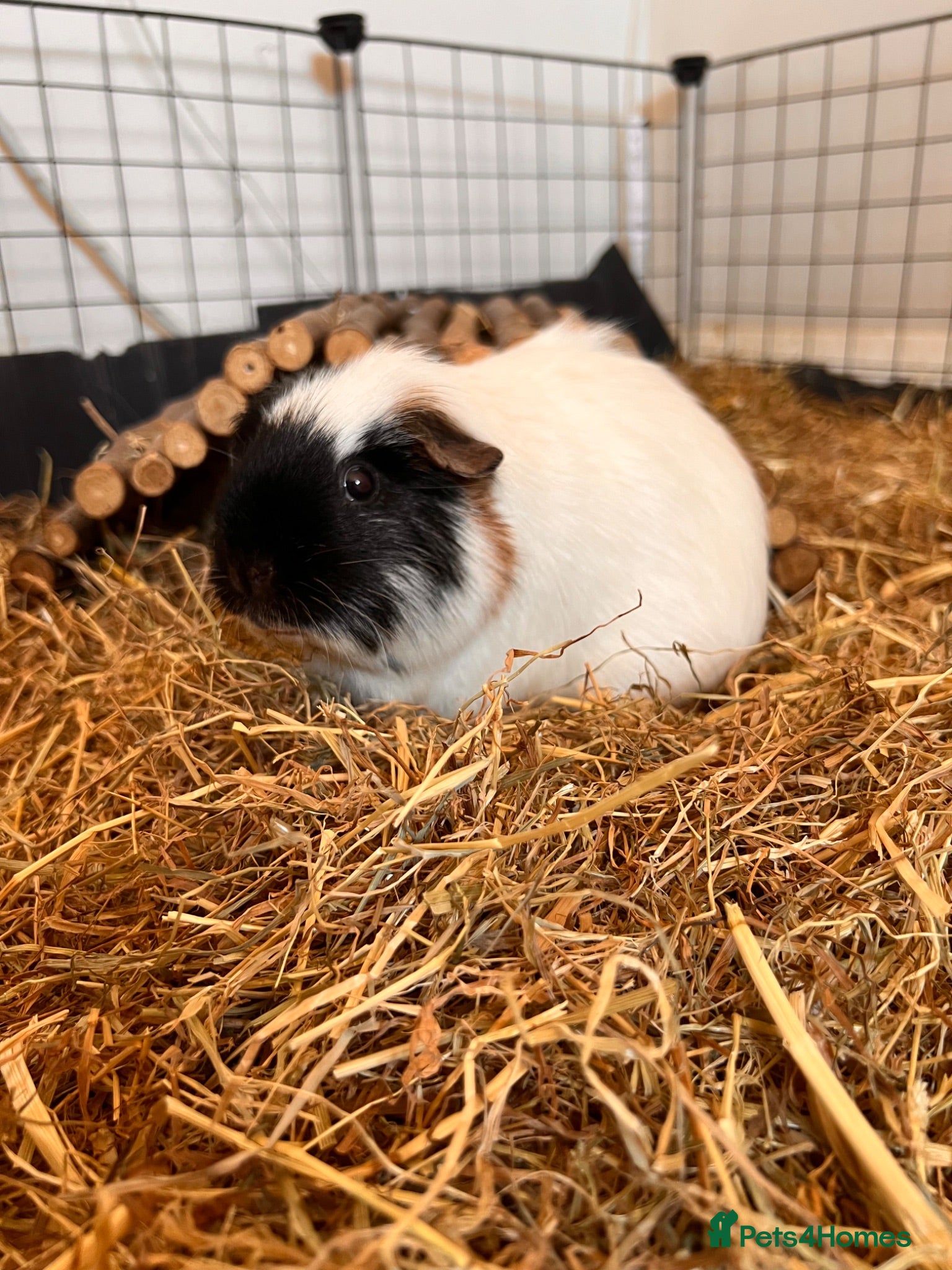 Guinea Pig rodents Four female bonded guinea pigs - Advert 2