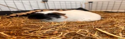 Guinea Pig rodents for sale: Four female bonded guinea pigs in Hereford - Advert 2