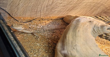 Bearded Dragon reptiles - Advert 6