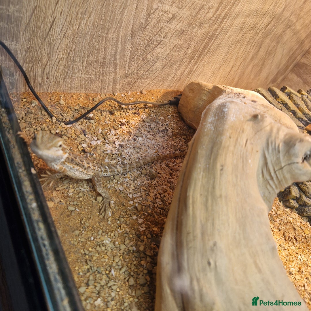 Bearded Dragon reptiles for sale: Baby bearded with set up  - Image 2
