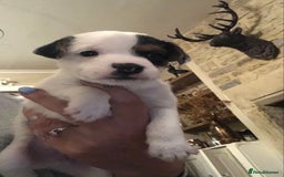 Parson Russell dogs for sale: Parson Russell’s x 2 boys  - Image 5