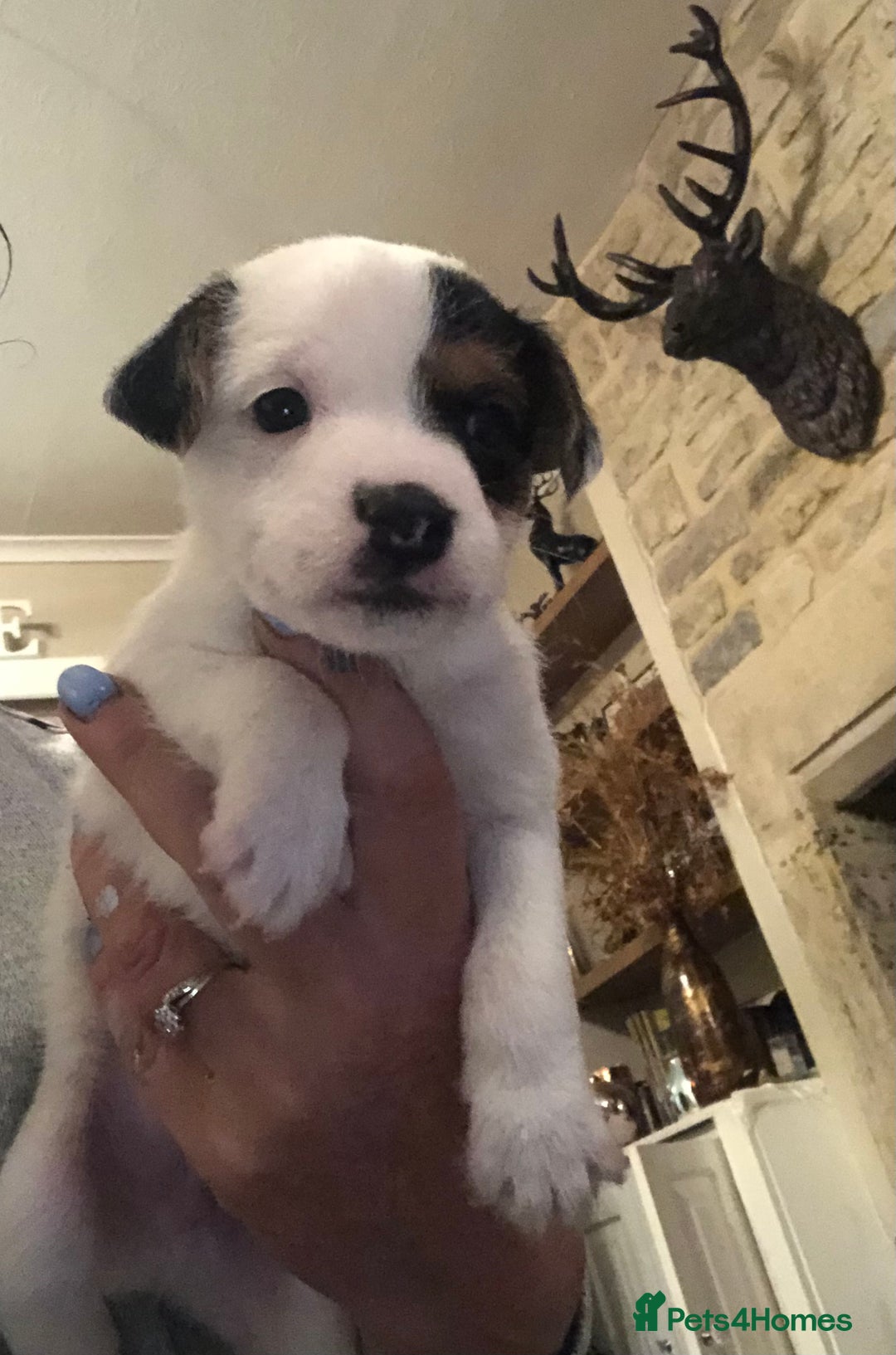 Parson Russell dogs for sale: Parson Russell’s x 2 boys  - Image 5