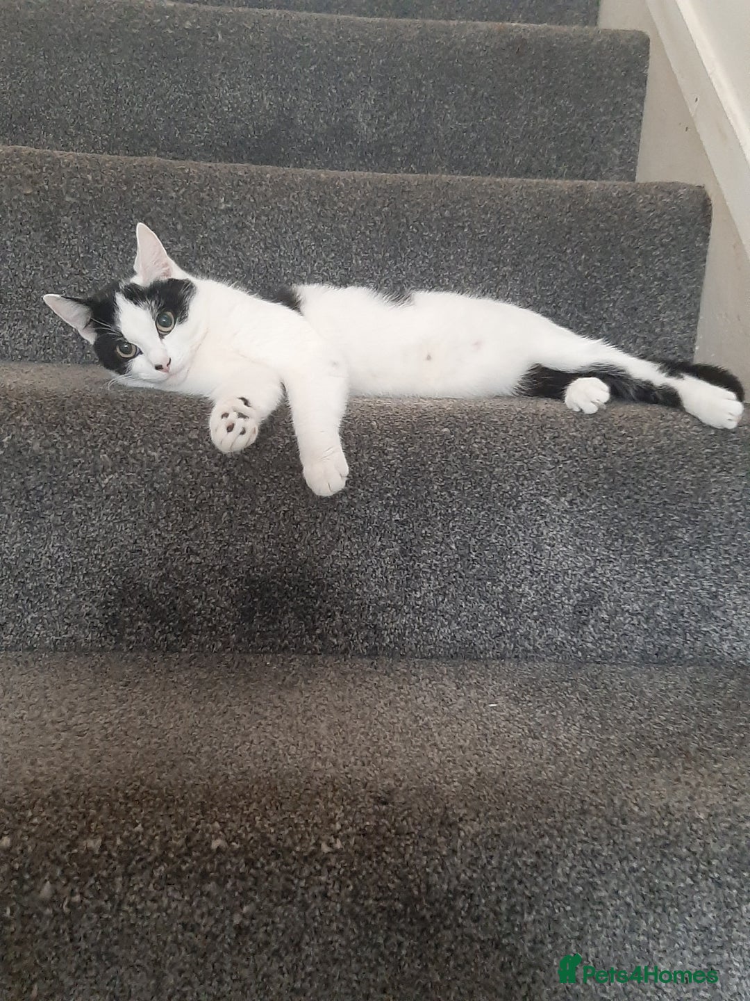 Russian Blue cats for sale: 2 kittens, very playful and loving - Advert 11