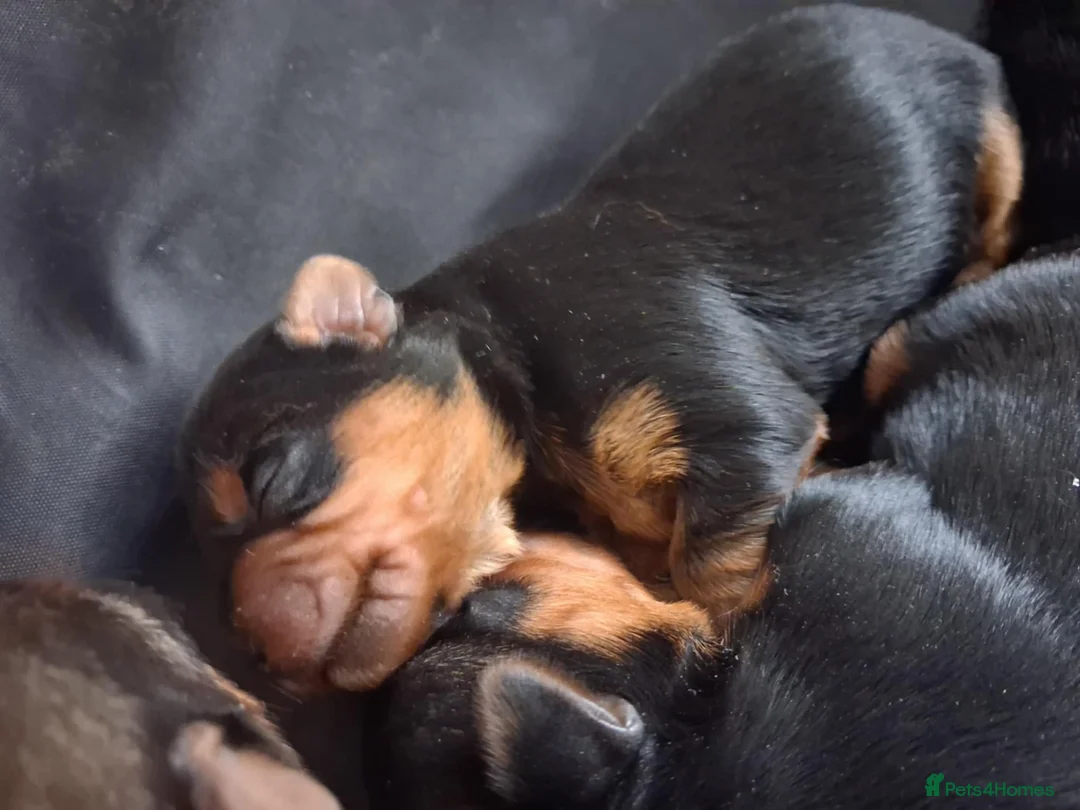 Yorkshire Terrier dogs for sale: Beautiful Yorkshire Terrier puppies - Advert 8