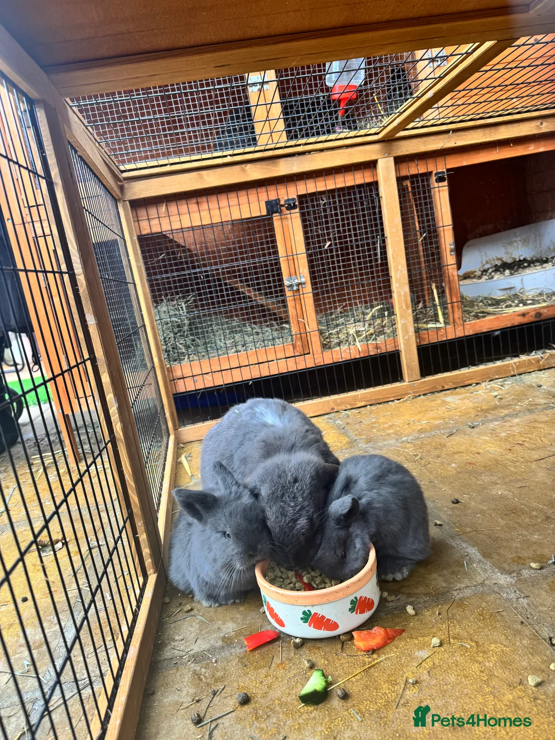 Mini Lop rabbits for sale: Mini lops in Enfield - Advert 3