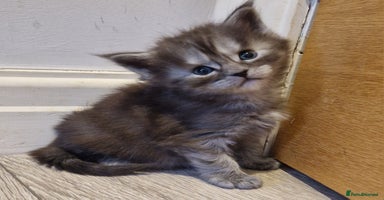 Maine Coon cats - Advert 2