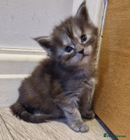 Maine Coon cats - Advert 2