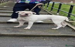American Bulldog dogs for sale: Female American bulldog - Image 6