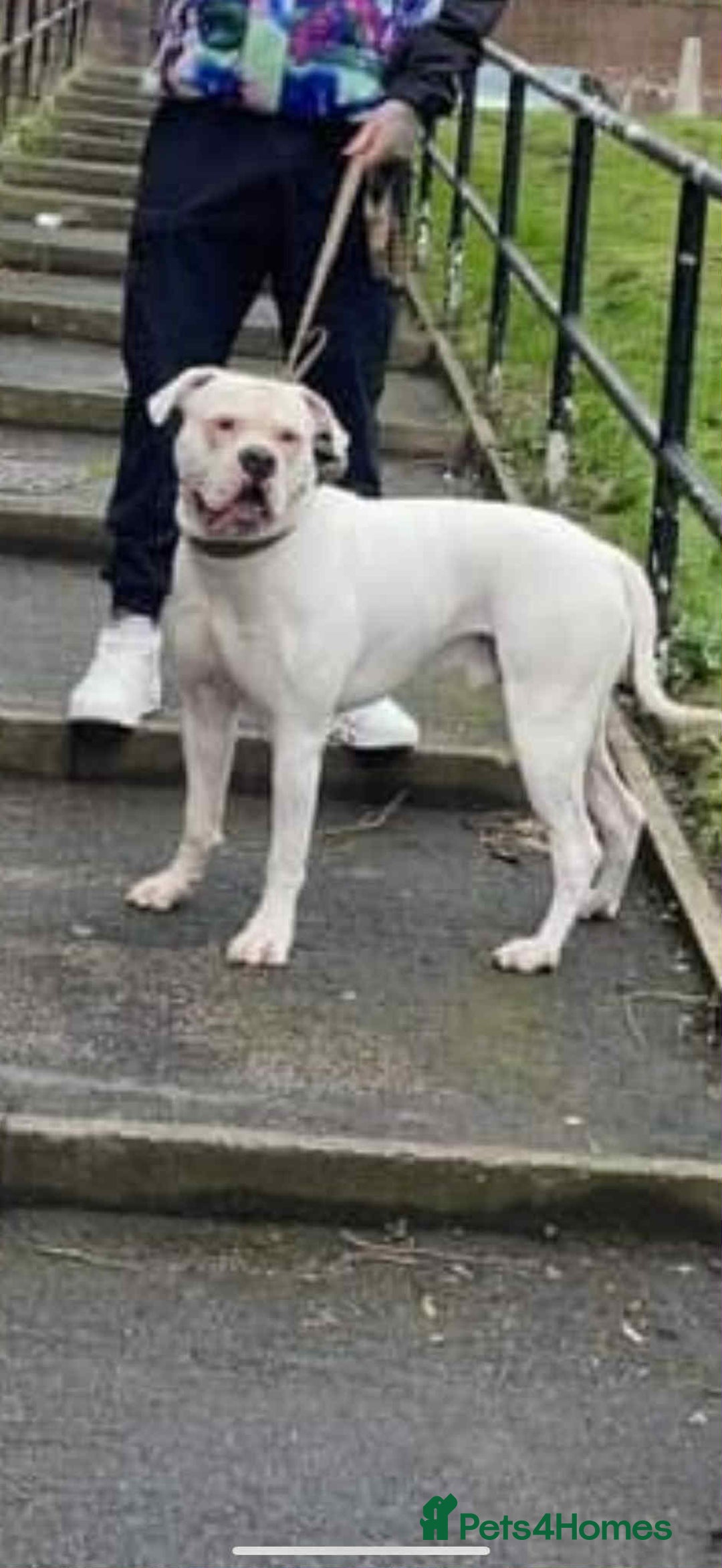 American Bulldog dogs for sale: Female American bulldog - Image 6