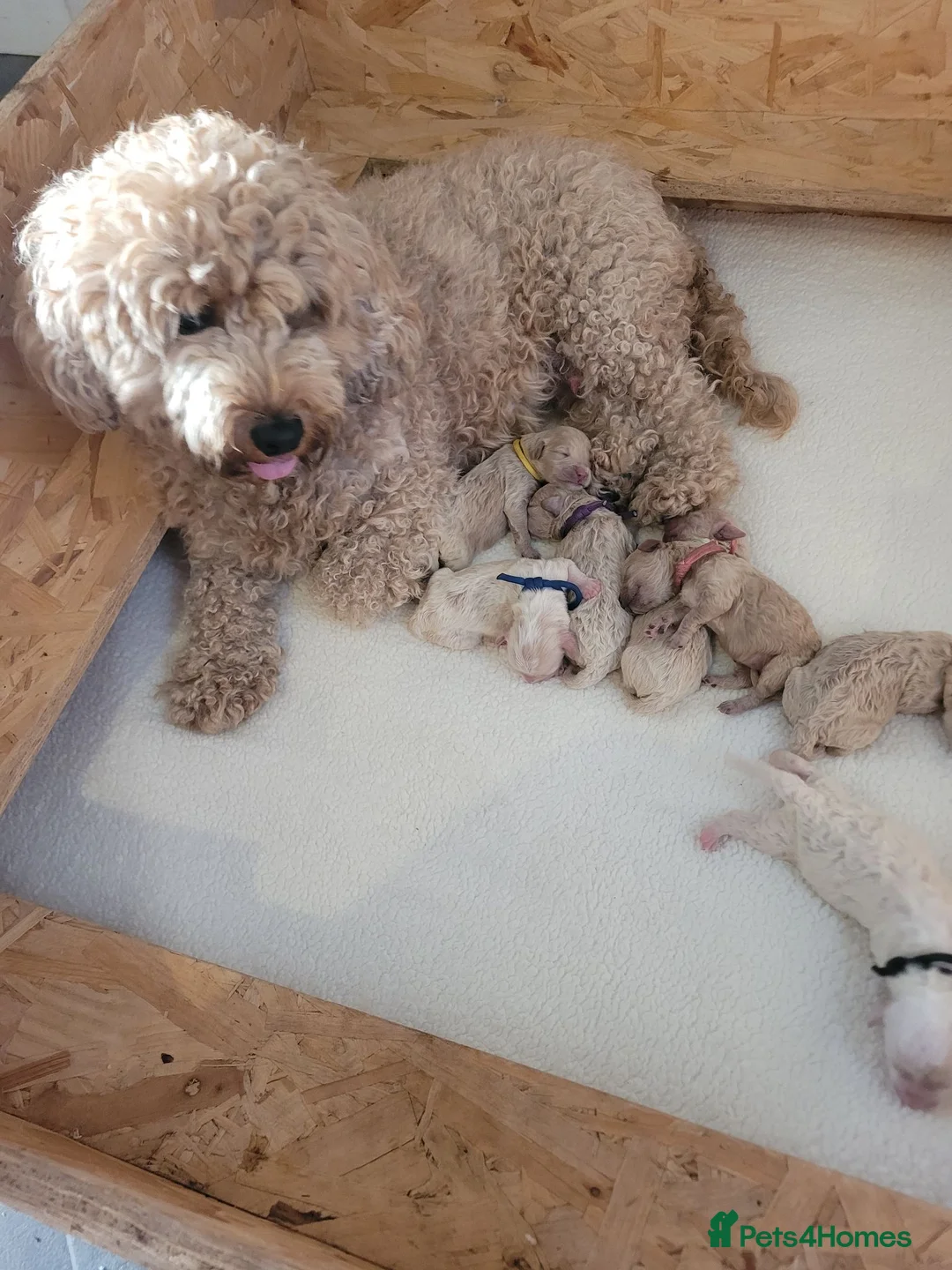 Mixed Breed dogs for sale: 7 beautiful Cavapoochons  - Advert 27