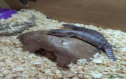 Skink reptiles for sale: Blue Tongue Skinks for sale - Image 5