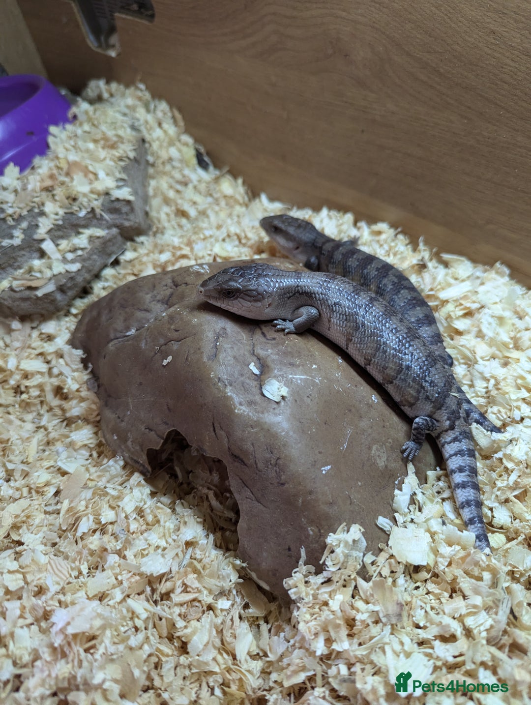 Skink reptiles for sale: Blue Tongue Skinks for sale - Image 5