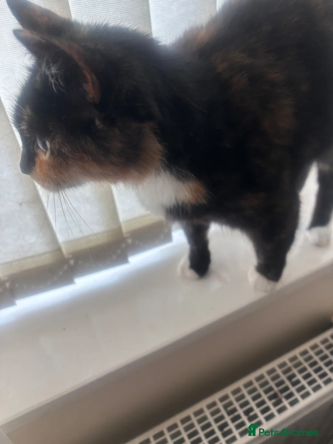 Mixed Breed cats for sale: 4 adorable kittens ready for their new home  - Advert 1