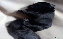 Patterdale Terrier dogs for sale: Patterdale puppies, good strong pups, home bred. - Image 3