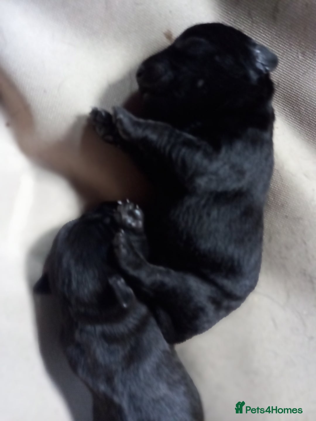 Patterdale Terrier dogs for sale: Patterdale puppies, good strong pups, home bred. - Image 3