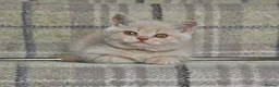 British Shorthair cats for sale: Stunning Cream British Shorthair girl - Advert 4