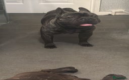 French Bulldog dogs for sale: Make French bulldog  - Image 3
