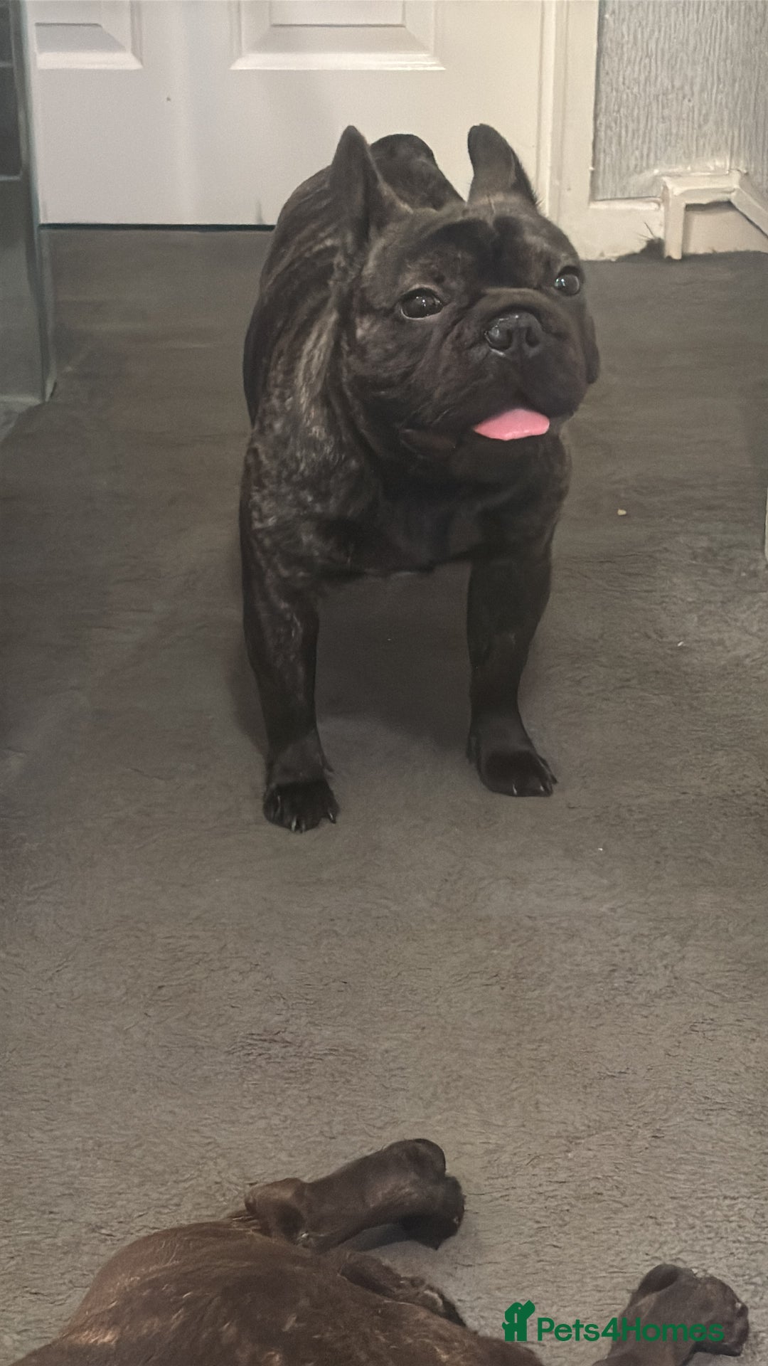 French Bulldog dogs for sale: Make French bulldog  - Image 3