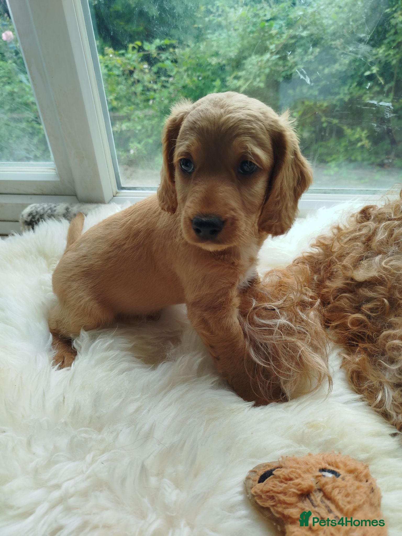 Cockapoo dogs Cockerpoo f2 - Advert 1