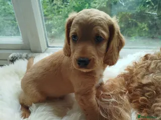 Cockapoo dogs for sale: Cockerpoo f2 - Advert 2