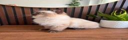 Ragdoll cats for sale: Ragdoll Liliac  - Advert 2