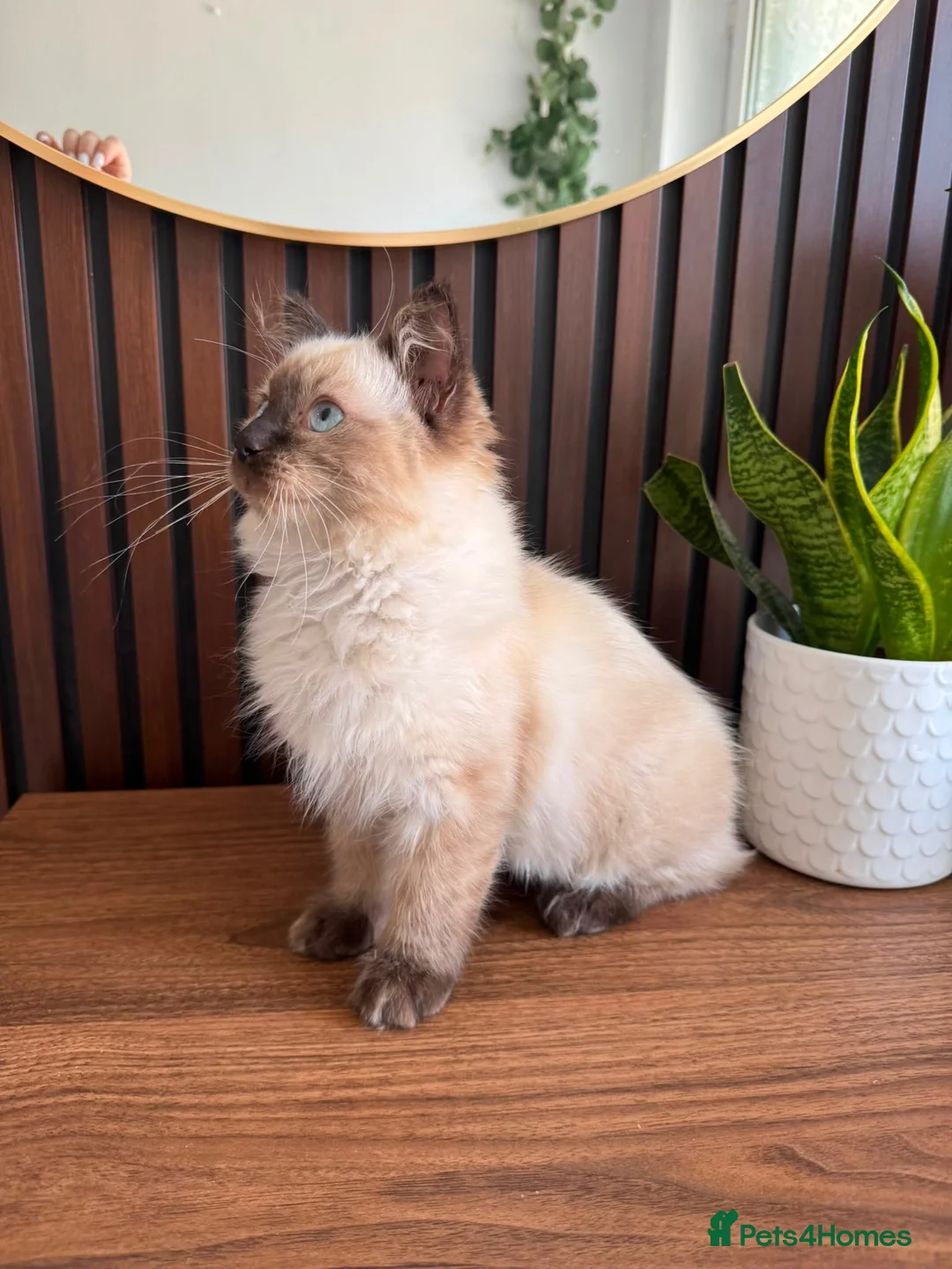 Ragdoll cats for sale: Ragdoll Liliac  - Advert 2