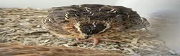 Doves birds for sale: Make quail for sale  in Birmingham - Advert 4