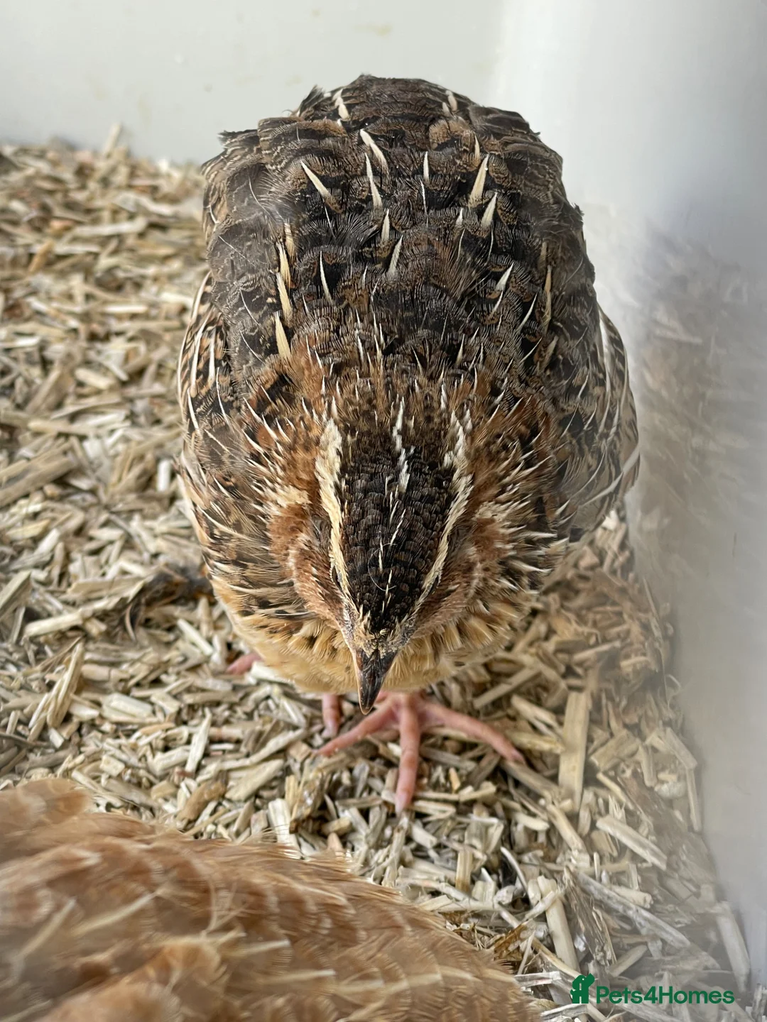 Doves birds for sale: Make quail for sale  in Birmingham - Advert 4