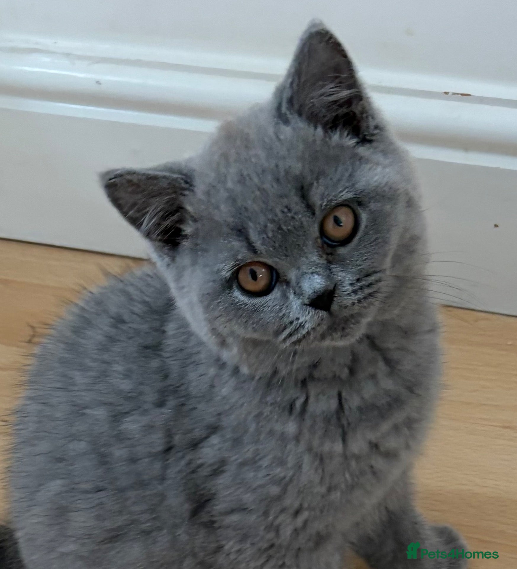 British Shorthair cats Beautiful Blue British Shorthair kittens ready now - Advert 2