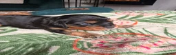Cavapoochon dogs for sale: Cavalier King Charles Spaniel / Cavapooshon pups - Advert 28
